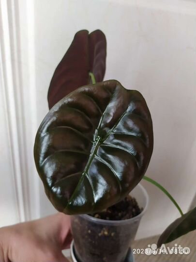Алоказия медная