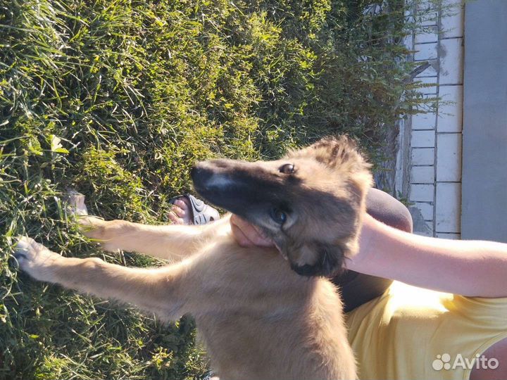 Собаки щенки