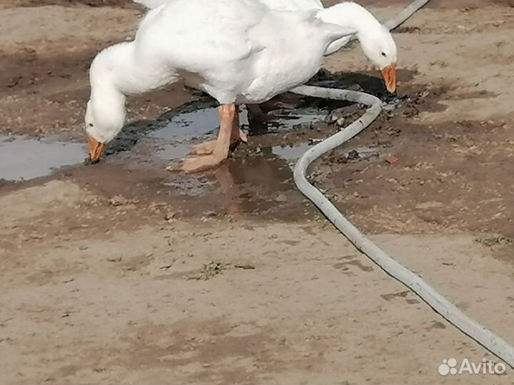 Гуси, линда, гусята подрощенные