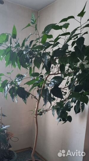 Гибискус китайский