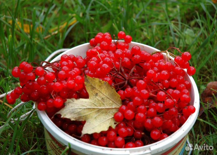Калина ягода свежая