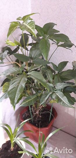 Замиокулькас и другие комнатные цветы