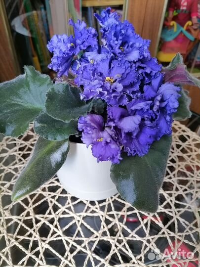 Комнатные растения цветы. Фиалки