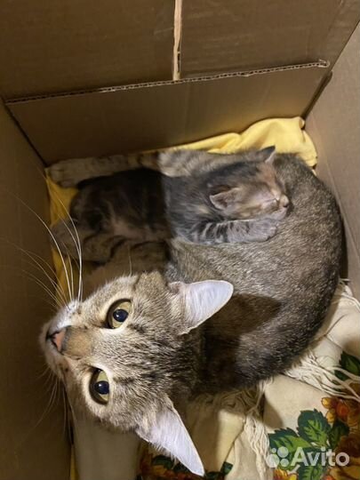 Котенок девочка в добрые руки