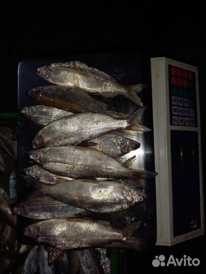 Рыба пелядь (сырок )