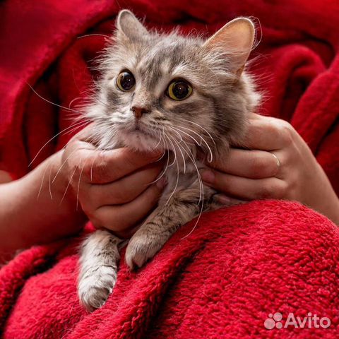 Ненавязчивая сибирская кошка в добрые руки объявление продам