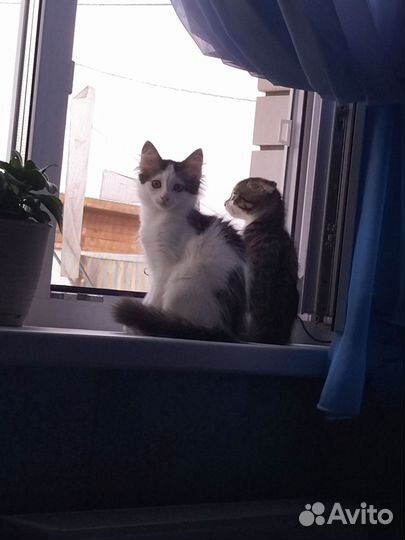 Шотландская кошечка