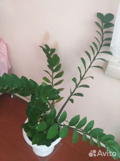 Комнатные цветы