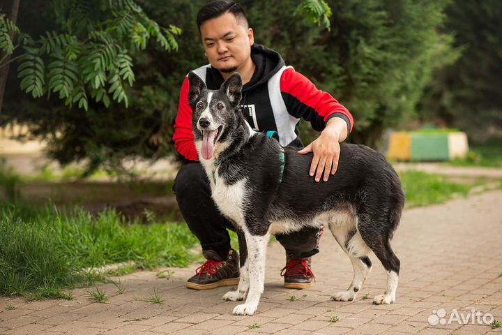 Дженни, собака в дар, добрая собака