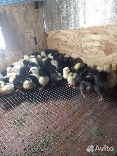 Цыплята суточные