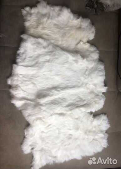 Продам шкурки кролика