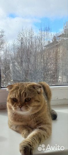 Шотландский кот вязка