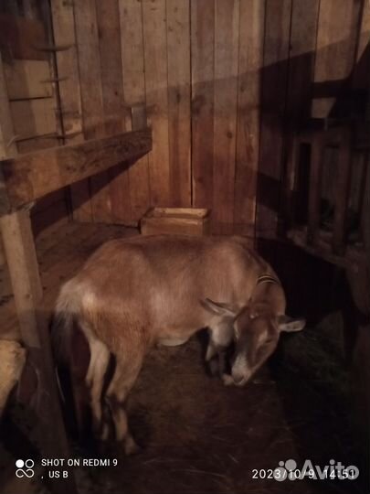 Зааненская дойная коза, альпийская, дойная коза