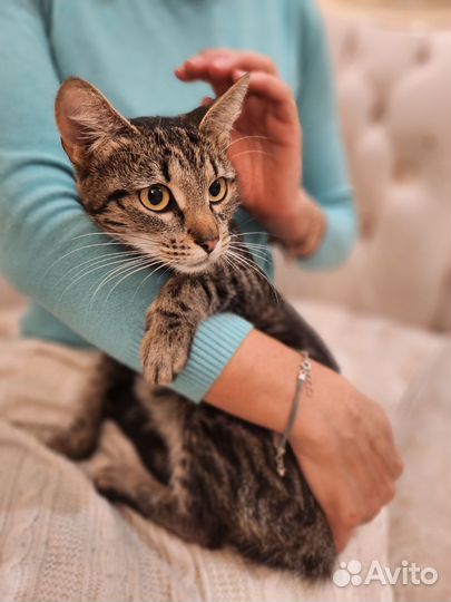 Муся привитая с анализами - идеальный компаньон