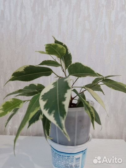 Комнатные цветы фикус