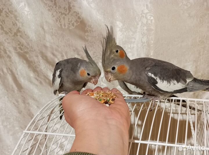 Попугай корелла птенцы
