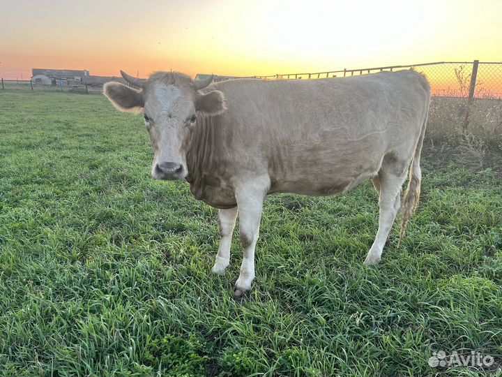 Телка семинталка, стельная