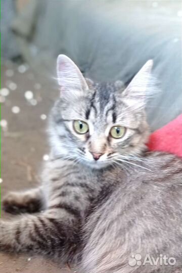 Кошечка красавица