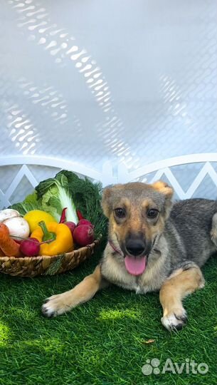 Рыжая малышка с характером и повадками волка, при