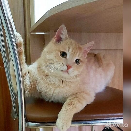 Солнечный котя Персик в поисках дома