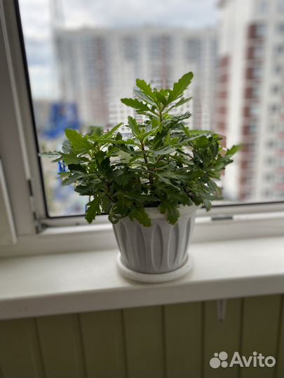 Комнатные цветы- Панданус, каланхоэ, рео