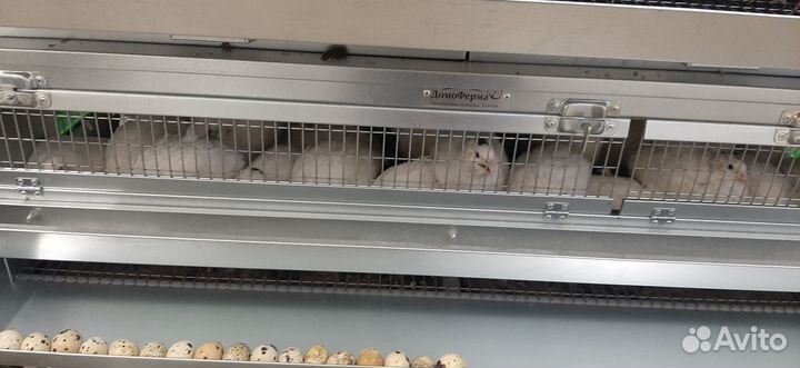 Перепела Яично-мясные породы