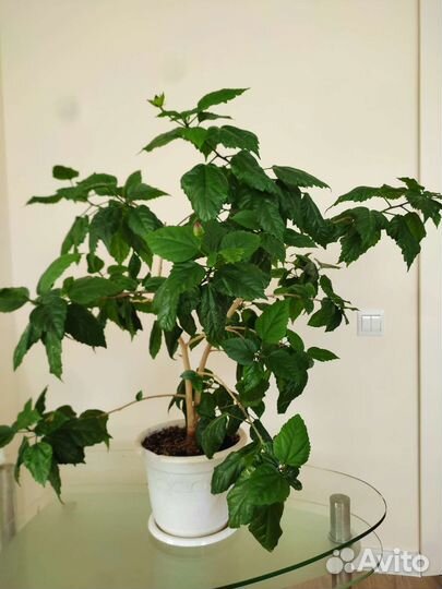 Гибискус, китайская роза