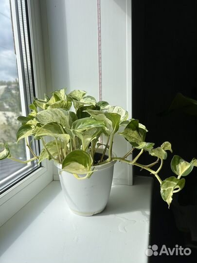 Эпипремнум хэппи лиф лиана, liana, сциндапсус