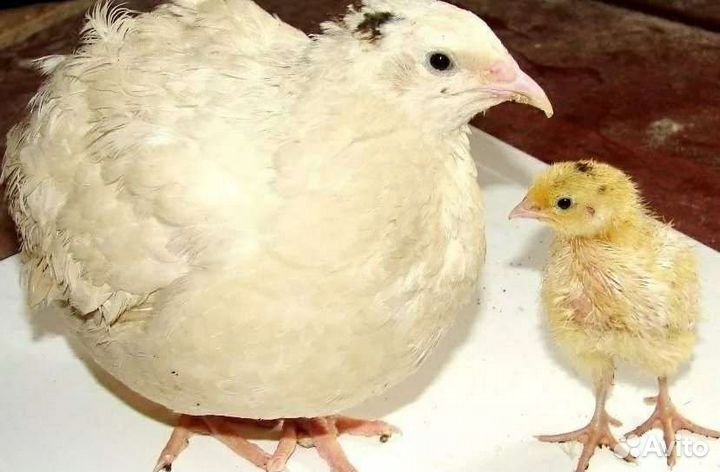 Перепела техасец