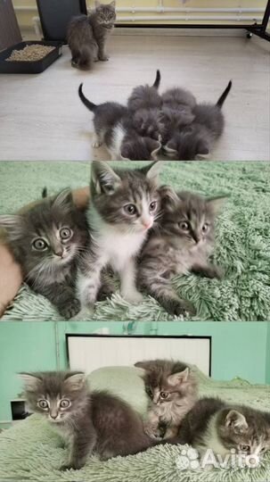 Кошка в дар