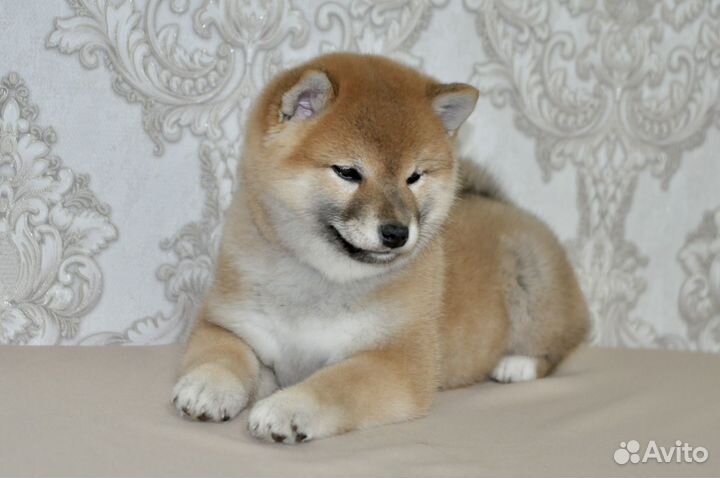 Сиба девочка