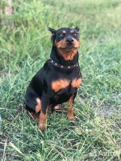 Вязка цвергпинчер