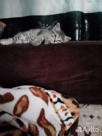 Отдам в добрые руки