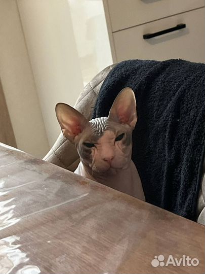 Канадский сфинкс