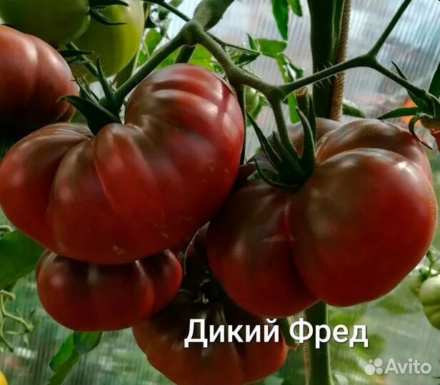 Рассада редких коллекционных томатов-гномов
