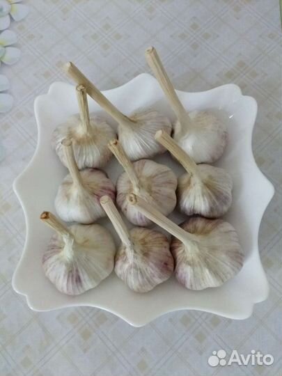 Озимый чеснок