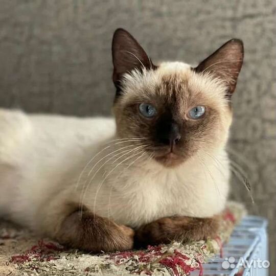 Стала ненужной: Амалию выбросили на улицу