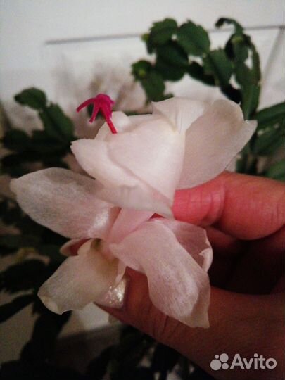 Декабрист шлюмбергера