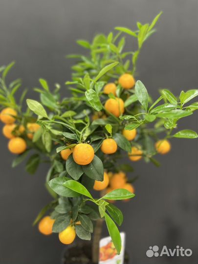 Цитрусовое дерево