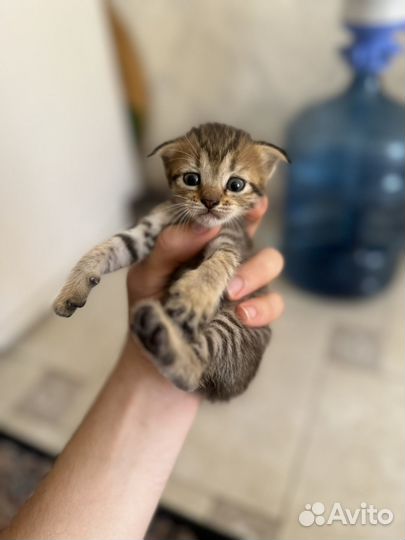 Котята красивые