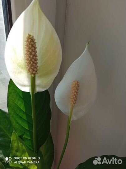 Спатифиллум,зензи карлик,каланхоэ желтый шар