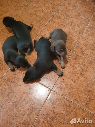 Продам щенков доберманов