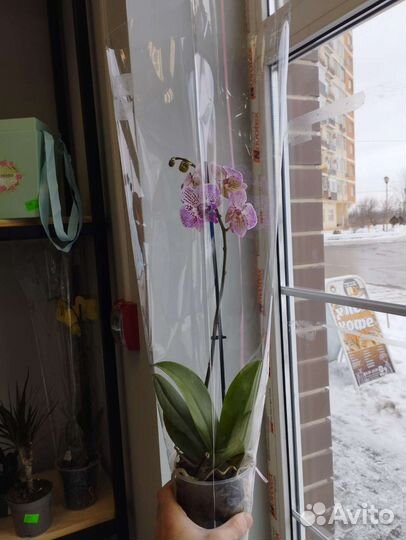 Орхидея растения