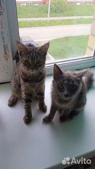 Шотландские кошечки