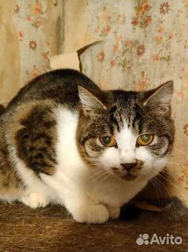 Приют Кошкин дом ждёт Вас