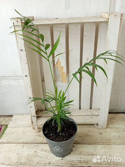 Комнатные цветы растение Пальма хамедорея