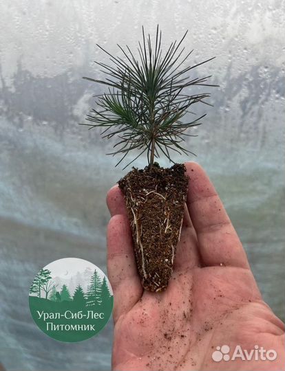 Зкс и окс Сосна Ель Лиственница сеянцы Голуб горн