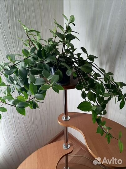 Продам комнатный цветок