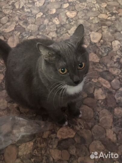 Кошка в дар