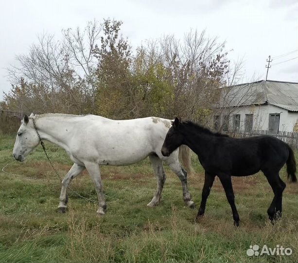 Лошадь кобыла
